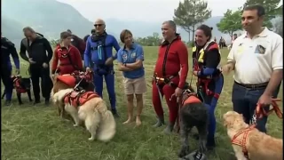 Русский чёрный терьер Собака Сталина, все породы собак, 101 dogs  Введение в с