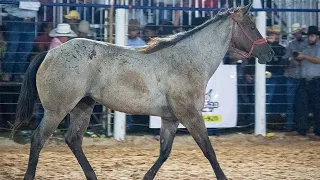 🔴 (FINAL EM CUTIANO) Rodeio da LAGOA LIMPA 2024 (ITAJOBI-SP)