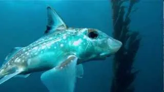 Spotted Ratfish (Hydrolagus colliei)