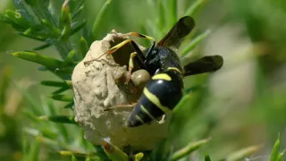 Wild Britain 2020 03 11   Potter Wasps