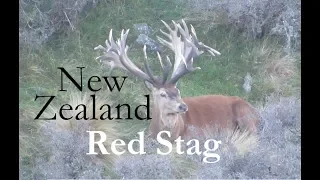 Hunting New Zealand - Red Stag - Part 1