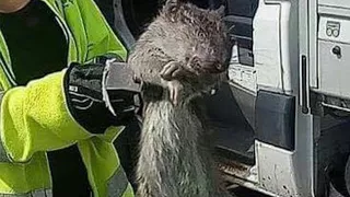 Giant rodent caught in Sweden; Bed bug extermination attempt results in 5-home blaze - Compilation