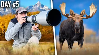 I Spent Autumn Photographing Wildlife in the Grand Tetons