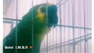 Papagaio glorificando a Deus