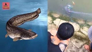 Giant Catfish on The River - Crocodile eat catfish