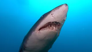 Sand tiger sharks on the wreck of the Caribsea