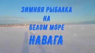 Зимняя рыбалка на Белом море! Навага. (27.11.21г.)