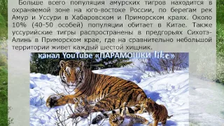 Животные Красной книги   Амурский тигр