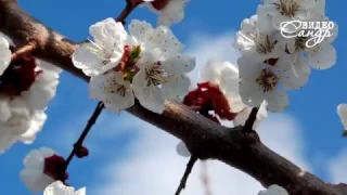 Танец весенних цветов. Dance of spring flowers.