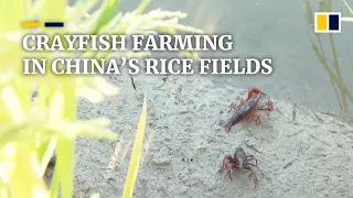 Breeding small crayfish in rice fields proves to be big economic boost for Chinese farmers