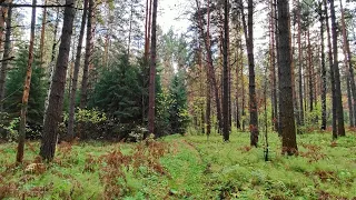 В поисках старой сосны. Заплутали в лесу, но ее все же нашли