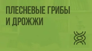 Плесневые грибы и дрожжи. Видеоурок по биологии 5 класс