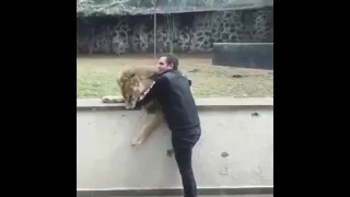 The lion plays with his friend