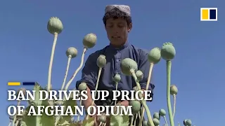 Afghan opium prices skyrocket after Taliban ban in world’s largest poppy-producing country