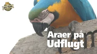 Araer på Udflugt