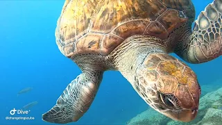 Tenerife scuba diving with turtles: GoPro Hero 8 Hypersmooth 2.0 boost