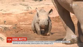 Самка чорного носорога народила дитинча у китайському зооцентрі