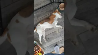 Beagle Seizure 4 part 1 (Ralph)