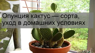 Опунция кактус — сорта, уход в домашних условиях