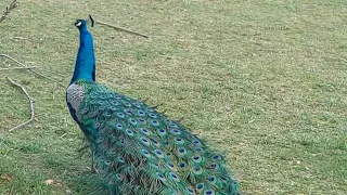 Peacock and peahen dance beautiful