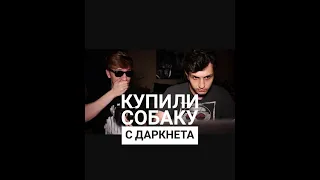 КУПИЛИ СОБАКУ ИЗ ДАРКНЕТА???