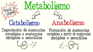 🍔¿Qué es el Metabolismo? Catabolismo y Anabolismo diferencias [Fácil y Rápido] | BIOLOGÍA | QUÍMICA