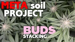 Episode 9, Aerial Defoliation, Deficiencies & Buds Stacking