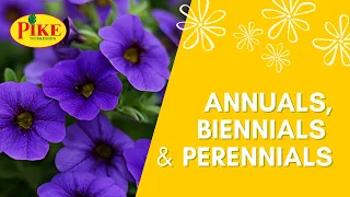 The Difference Between Annuals, Biennials & Perennials