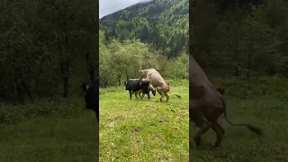 Irmak  ne yapıyorsun? 😱 #ateş #keşfet #köyhayatı #animal #heidi #cow #nature #buffalo #bull #shorts