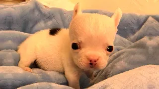 Rescue Tiny Frenchie Who Won't Stop Talking and Super Cute