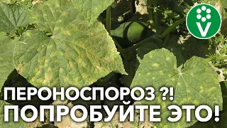 КАК НЕ ДОПУСТИТЬ ПОЯВЛЕНИЯ ПЕРОНОСПОРОЗА НА ОГУРЦАХ?!