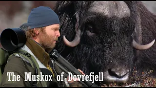 In search for the fight. A two-day Muskox Safari at Dovrefjell NP, Norway, with filming and camping.