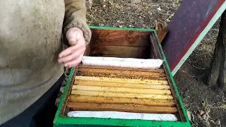 Клещ съел всех пчёл The tick ate all the bees