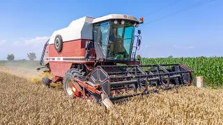 Fiatagri Laverda 3790 | Wheat Harvest 2020