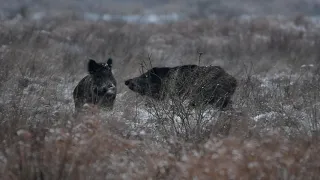 Huczka dzików zimowy poranek z dzikami big wild boar кабан wildschwein