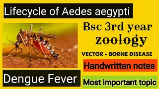 Dengue Fever | Lifecycle of Aedes aegypti mosquito | Bsc 3rd year zoology | Vector - borne disease