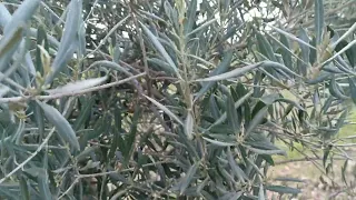 TRATAMIENTO OLIVAR - Segundo tratamiento de olivar en primavera prefloración