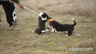 Щенки вельш корги кардиган 2 месяца