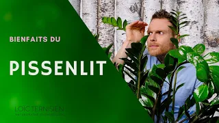 Les plantes médicinales : le Pissenlit