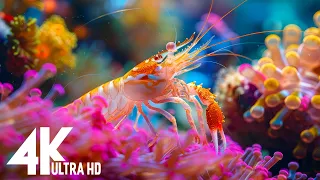 Aquarium 4K VIDEO (ULTRA HD) 🐠 Calming Underwater Ambience - Tranquil Aquarium Sounds