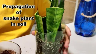 Secret Propagation of snake plant in soil with leaf cuttings