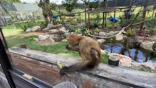 САМЫЙ 🦥ЛУЧШИЙ 🦩АВСТРАЛИЙСКИЙ 🦘ЗООПАРК🦚