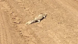 Sand Monitor Tries to Eat Bearded Dragon || ViralHog