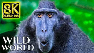 WILD WORLD in 8K ULTRA HD 60fps - Wildlife and Animals with Real Nature Sounds