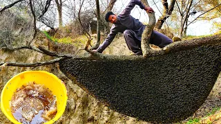 Million Dollars Skill - Big Honey Harvesting Beehive by Hands-