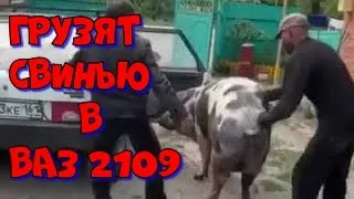 Грузят свинью в ваз 2109