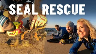 Rescuing seals stuck in fishing lines in Namibia 🦭 [S5 - Eps. 50]