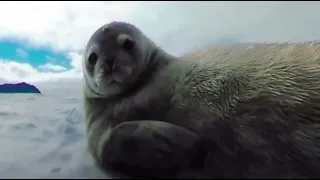 Virtual Reality - 360° 8K Resting With Weddell Seals | Oculus Quest 2