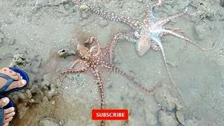 Tabugok o Octopus ang bilis lang lumabas