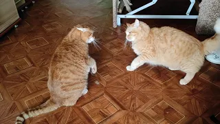 Ginger cats are fighting  Коты дерутся шерсть летит